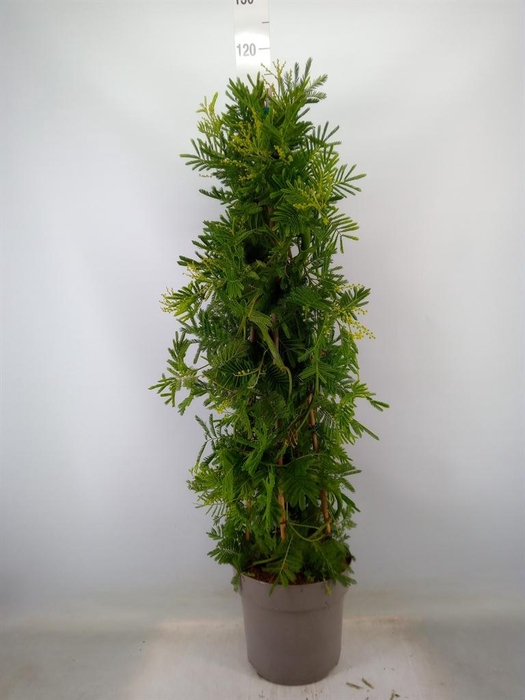 <h4>Acacia paradoxa</h4>