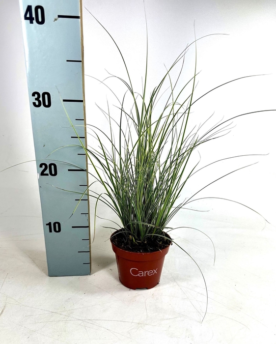 <h4>Carex Jubilo</h4>