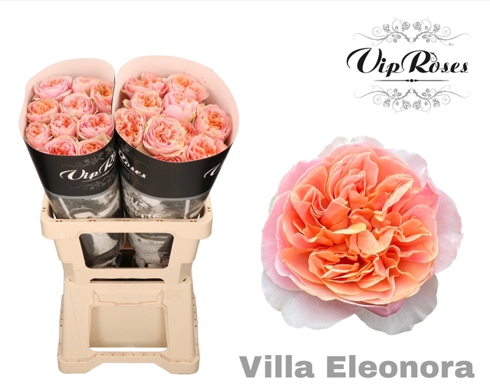 <h4>R GR VILLA ELEONORA x40</h4>
