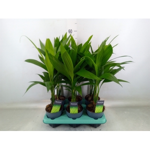 Areca catechu