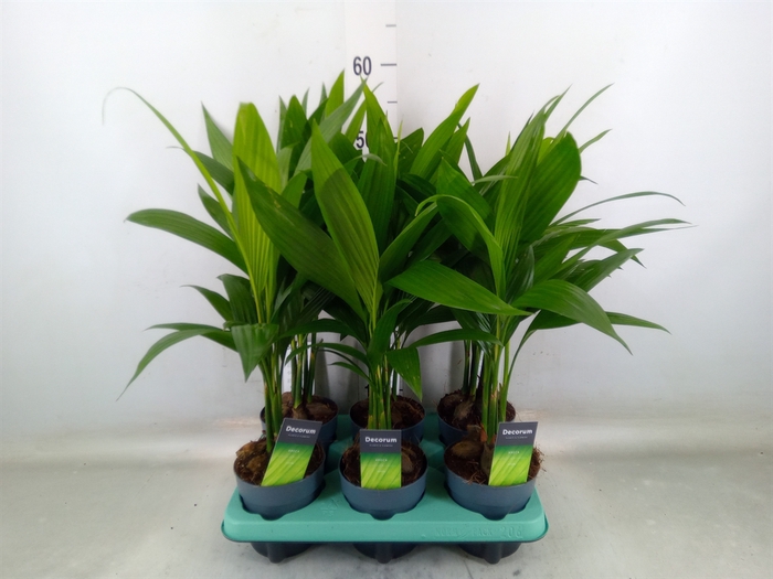 <h4>Areca catechu</h4>