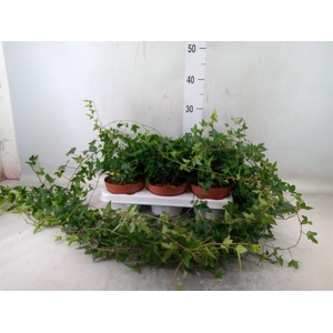 Hedera helix 'Shamrock'