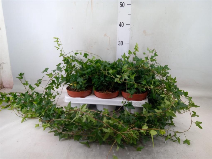 <h4>Hedera helix 'Shamrock'</h4>