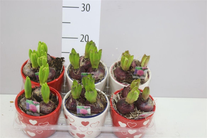 <h4>Arr Hyacinth Mix 3pp In Keramiek</h4>