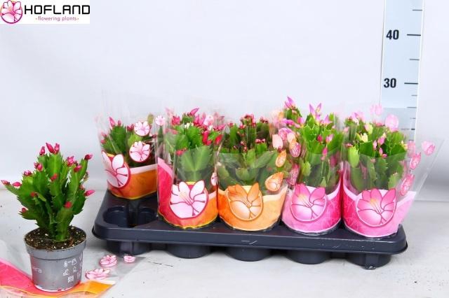 <h4>SCHLUMB GEM 3 KL</h4>