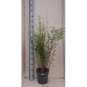 Fargesia nitida 'Black Pearl'