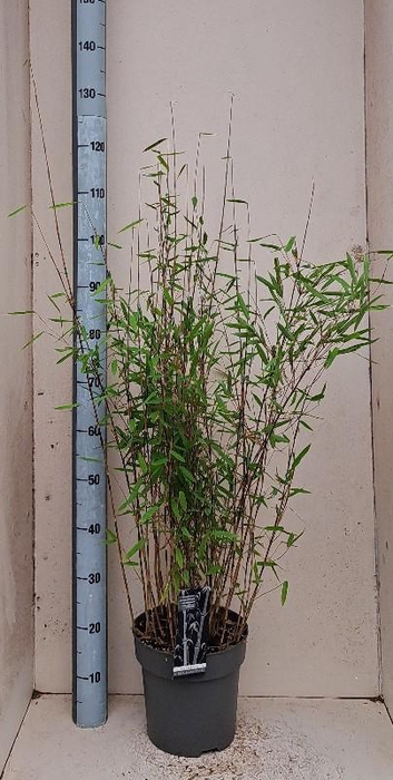 <h4>Fargesia nitida 'Black Pearl'</h4>