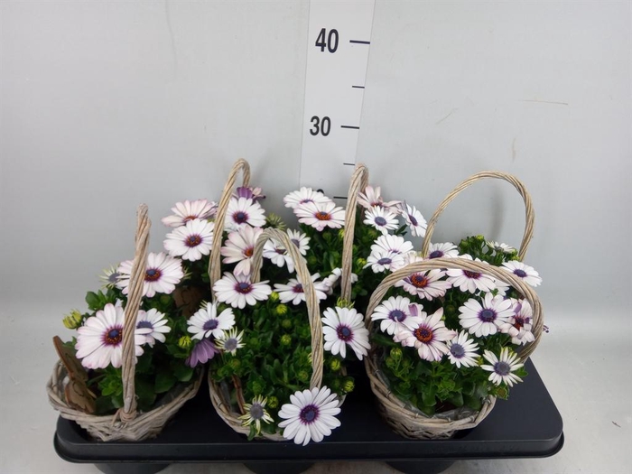 <h4>Arr.   Tuinplanten L%</h4>