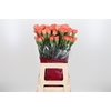 Di St Hermes Orange
