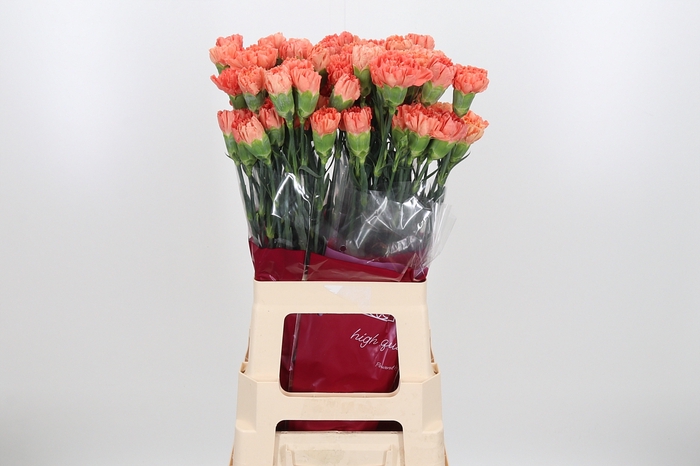 Di St Hermes Orange