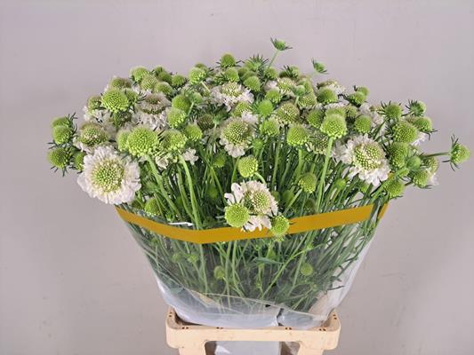 Scabiosa Scoop White