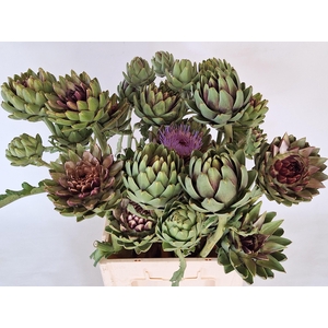 CYNARA SC GREEN GLOB