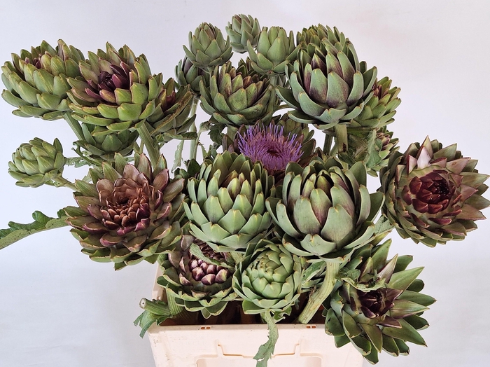 CYNARA SC GREEN GLOB