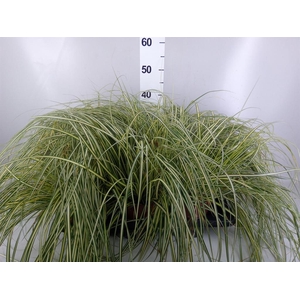 Carex hachijoensis 'Evergold'