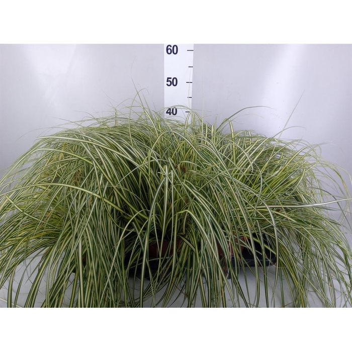 <h4>Carex hachijoensis 'Evergold'</h4>
