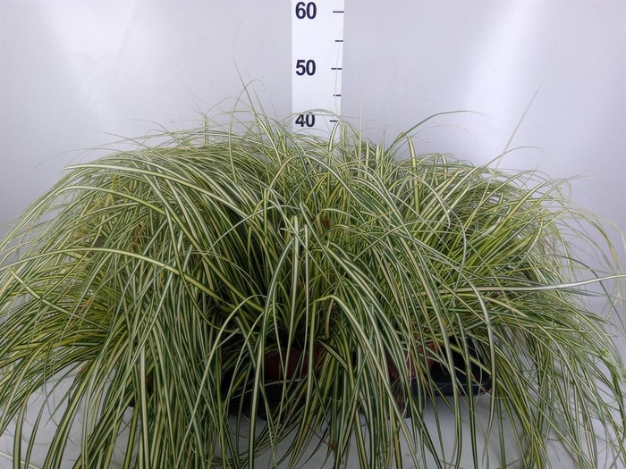 Carex hachijoensis 'Evergold'