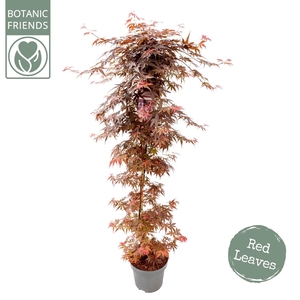 Acer palmatum Skeeters Broom