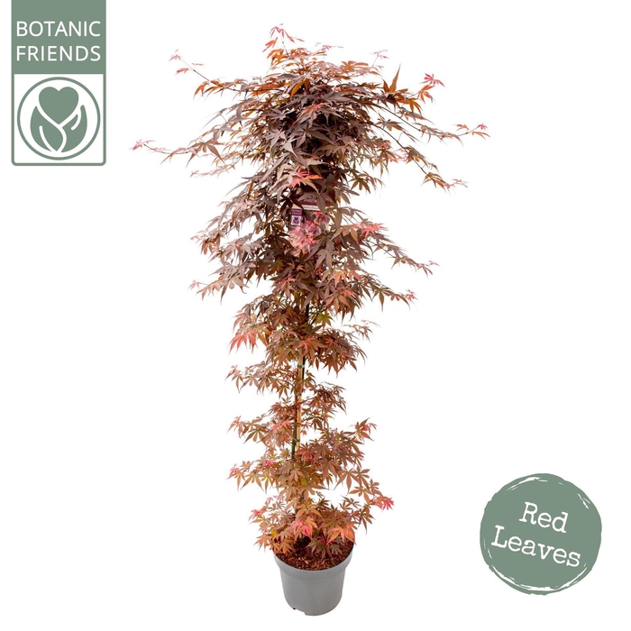 <h4>Acer palmatum Skeeters Broom</h4>