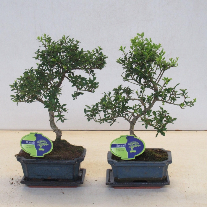 <h4>ilex crenata, 15 cm shape, with drip tray</h4>