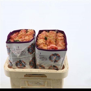 R Gr Princess Crown Ec