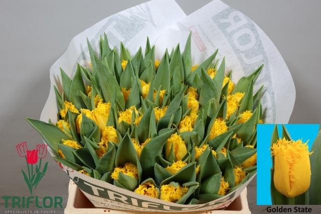 <h4>TU FR GOLDEN STATE</h4>