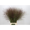 Panicum Warrior