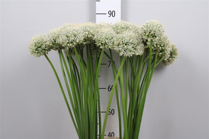 <h4>Allium White Giant</h4>