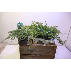 arr8 Juni Sq Blue Carpet