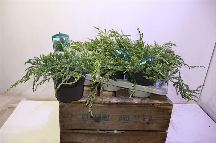 <h4>arr8 Juni Sq Blue Carpet</h4>