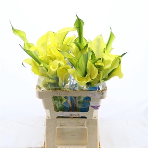 Calla Alice Springs | Dubbelbloemig