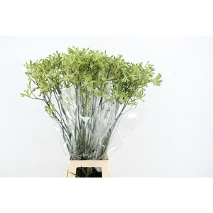 ANIGOZ NIRVANA 90CM