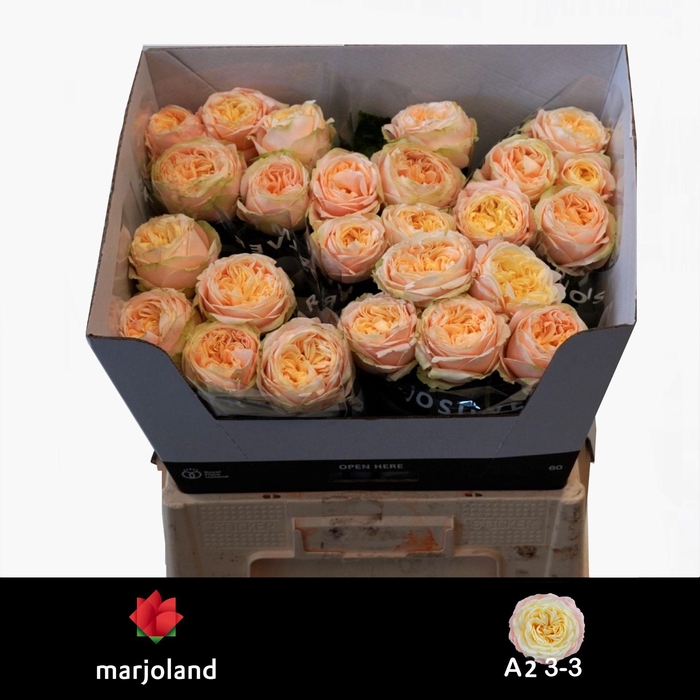 <h4>R GR PRISCILLA! A2 3-3</h4>