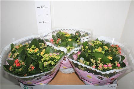 <h4>Kal Ge Gem I Pot</h4>