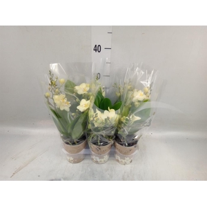 Phalaenopsis multi.   ...yellow