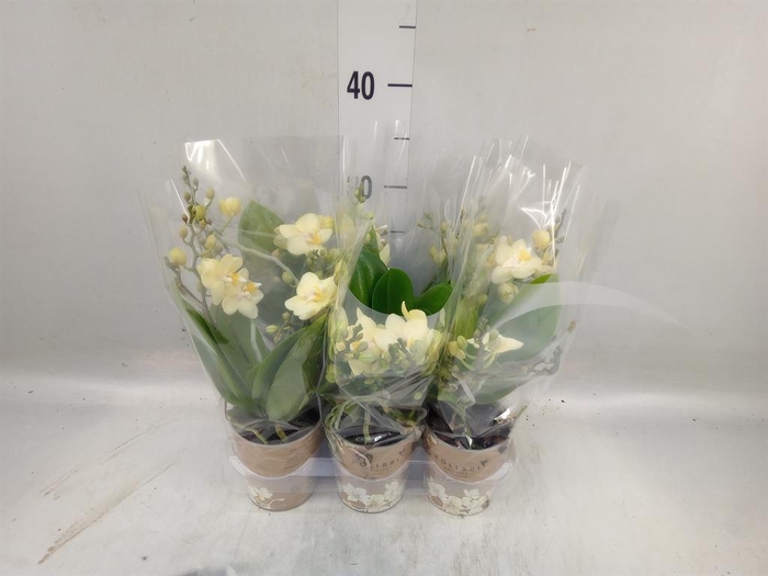 <h4>Phalaenopsis multi. ...yellow</h4>