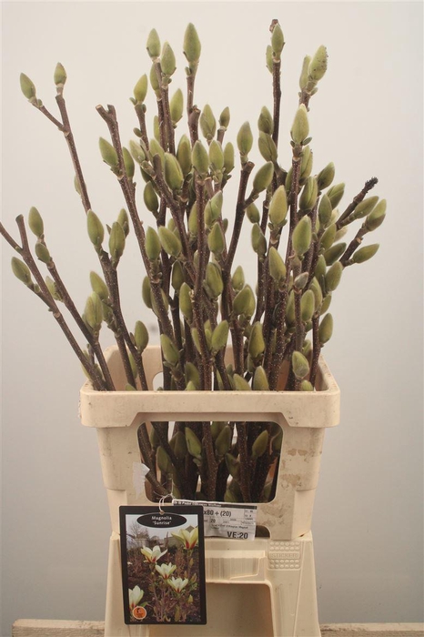 <h4>MAGNOLIA SUNRISE*</h4>
