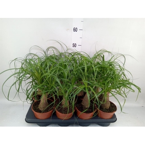Beaucarnea recurvata