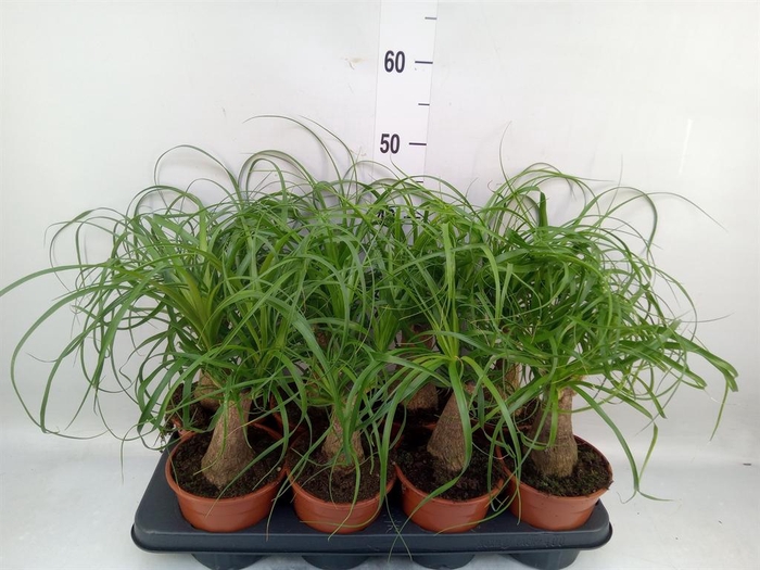 <h4>Beaucarnea recurvata</h4>