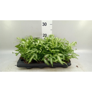 Pteris cretica 'Albolineata'