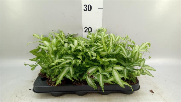 <h4>Pteris cretica 'Albolineata'</h4>