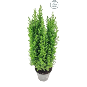 Chamaecyparis lawsoniana 45cm /P13 'Ellwoodii'