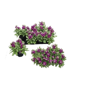 MATT CINDER PURPLE