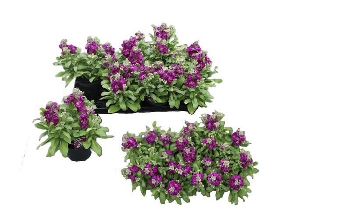 <h4>MATT CINDER PURPLE</h4>