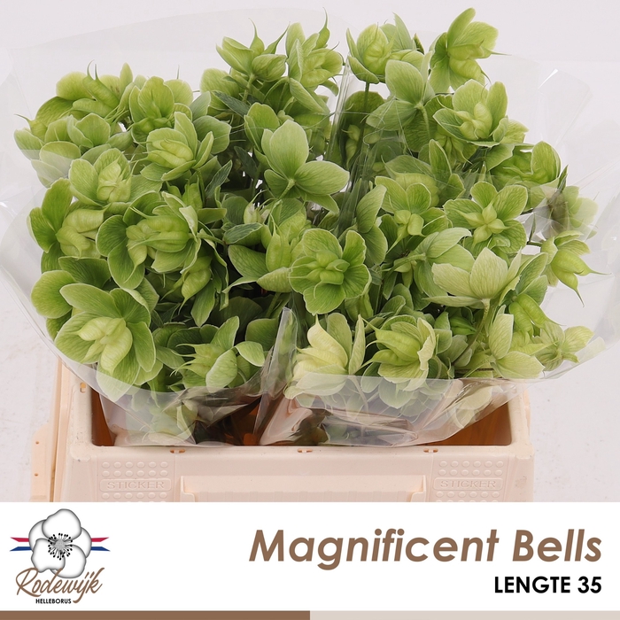 <h4>HELL  MAGNIFIC BELLS</h4>