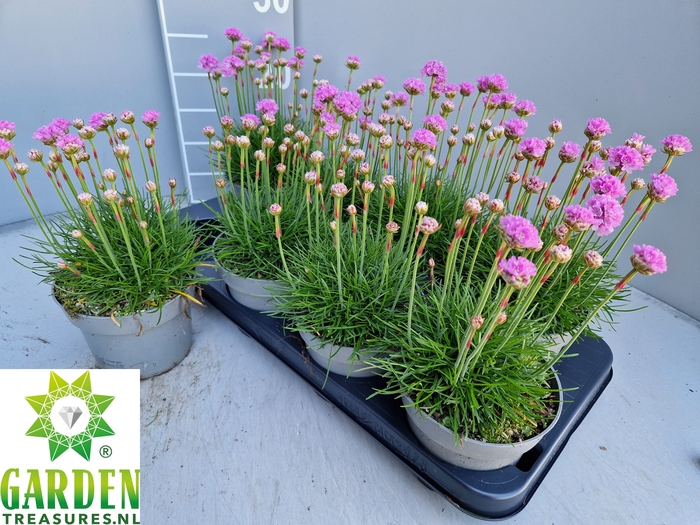 <h4>ARMERIA MARITIMA</h4>