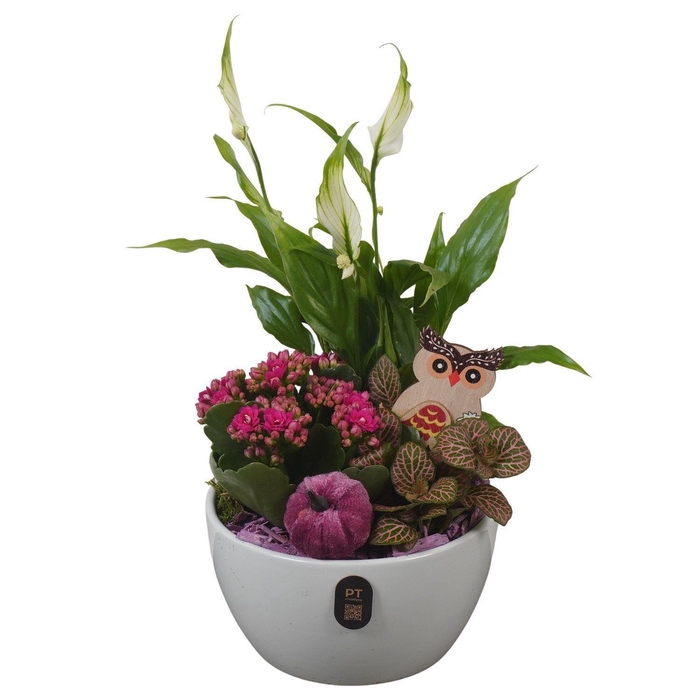 <h4>Arr.   Planten L%</h4>