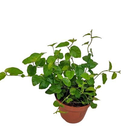 <h4>Ficus Pumila Green Sunny</h4>