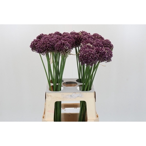 Allium Purple Mystery