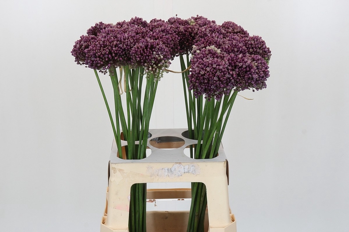 <h4>Allium Purple Mystery</h4>