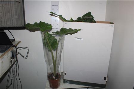 <h4>Aloc Portodora</h4>